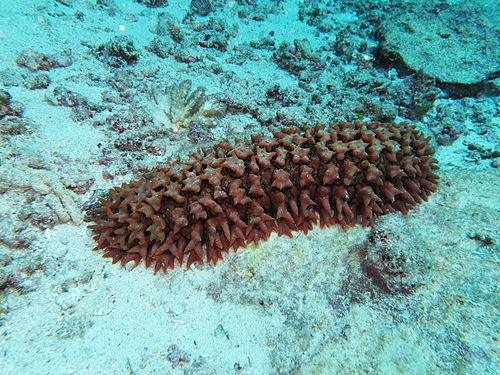 Thelenota ananas